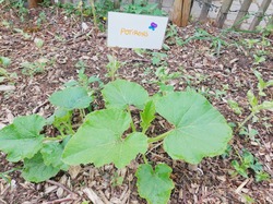 Un potager à l'école communale (TLG)