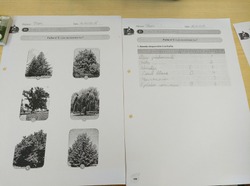  Découverte des arbres dans notre environnement proche avec lecture d'une clé d'identification 
